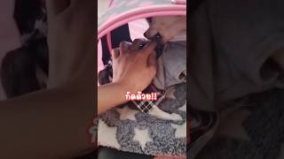 โดนหลอกไปฉีดวัคซีนEp2😅🤣 #funnyanimals #สุนัขตลก #สุนัขแสนรู้