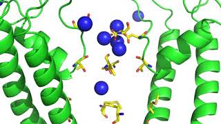 Na+ permeation through TRPV6 channel – Sobolevsky Lab