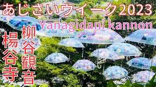 まるであじさいのテーマパーク🌺京都🧞‍♀️柳谷観音🌼あじさいウイーク【楊谷寺🌼あじさいパラソル】Yokokuji Temple🌼Yanagidani Kyoto Japan