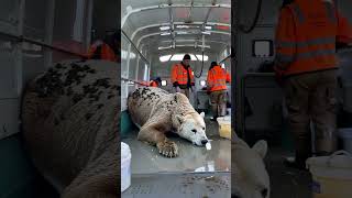 Rescuing a Barnacle Covered Polar Bear 🐻‍❄️🆘#animalrescue