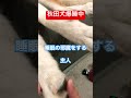 秋田犬の梅ちゃん。⚠️ガチギレ秋田犬❗️