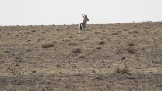 Goitered Gazelle: Such an Unflattering Name!