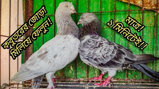 কবুতর জোড়া মিলিয়ে ফেলেন ১ মিনিটেই!! | How to pair pigeon in 1 minute | Pigeons Everywhere.