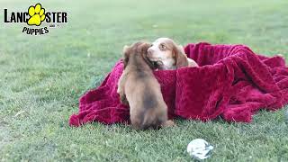 Precious Miniature Dachshund Puppies