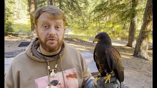 Falconry: Secrets to training a new bird