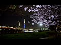 汐入公園　八重桜　✿　東京スカイツリータウン開業10周年「ソラカラちゃんライティング」☆　隅田川　白鬚橋　ライトアップ　2022年 4月13日