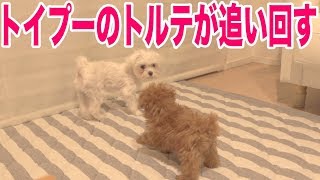 トイプードルの子犬トルテがマルチーズのパンナに襲いかかる！