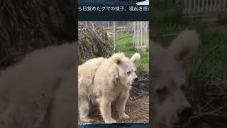 熊の冬眠明け初めてみた