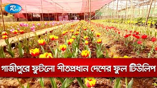 ঠান্ডা আবহাওয়ায় দেশে দ্বিতীয়বারের মতো ফুটলো, টিউলিপ ফুল | Tulip in Bangladesh | Rtv News