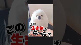 アザラシ？犬？この生き物は何？ #かわいい動物動画 #おもしろ動物動画 #もふもふ