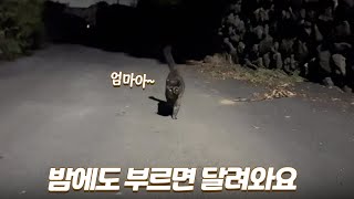 어두운 밤에도 부르면 어김없이 달려오는 개냥이 | 길냥이와 밤산책 하기