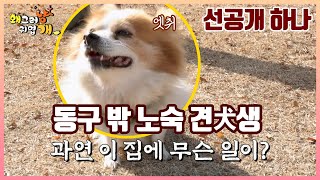 💫선공개1_동구 밖 노숙 견犬생_1월 13일 금요일 밤 10시 45분 본방사수!