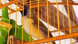 Black-throated Saltator female singing ready to heat up her male drummers!!!