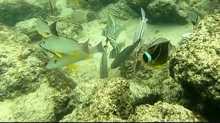 Snorkeling in Hilo, Hawaii