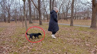 Tiny black Dog Wanders Up on Every Woman in Park Until Meet her real Soulmate