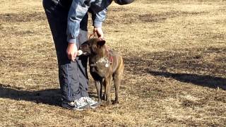 甲斐犬蓮　ダンベル持来の練習～正面から