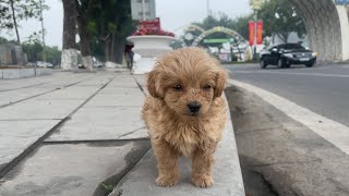 Poor dog abandoned due to illness helpless,😓 trembling exhausted on the roadside🥶