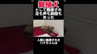 【3本脚の繁殖犬】脚のケガにも気付いてもらえなかった7年間#shorts #保護犬 #トイプードル