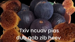 dev txiv ncuav pias dub qab kawg