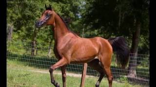 Marhluna Z - 2014 Arabian Bay Mare - Available for Purchase