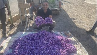 Drying saffron by machine!