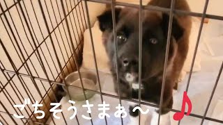 野犬の保護子犬・くま太、しっぽフリフリでごはんとミルクを頂いています🐶😋(4/18撮影 保護して11日目)