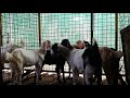 ആടുവളര്ത്തല്‍ എങ്ങനെ ലാഭകരമാക്കാം goat farming malabari goats