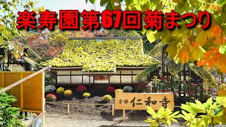 三島市楽寿園第67回菊まつり「仁和寺」