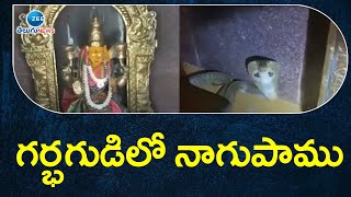 గర్భగుడిలో నాగుపాము || Snake In Temple ||  ZEE Telugu News