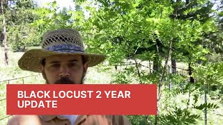 Black locust 2 year update video