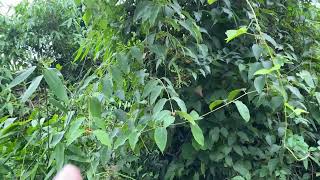 Tổng hợp các loài thực vật rừng P1