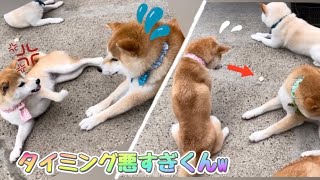 陽気過ぎて遊ぶタイミングが悪い子供犬と用心深くてタイミングがつかめない姉柴犬がおもしろいｗ