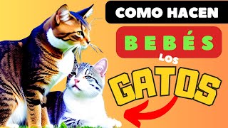 APAREAMIENTO DE GATOS  ▶ descubre ciclo reproductivo GATA EN CELO  6 puntos clave que debes conocer