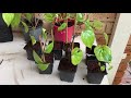 20🇦🇺how to grow betel leaves from cutting and care of plant in cold climate trồng trầu ở xứ lạnh