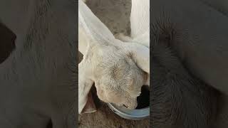 billygoats drinking water | water drinking video #video #white #billygoat