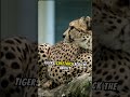 Cheetahs cant roar?  #animal #shorts #animals