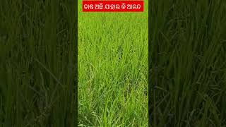 ଚାଷ ଅଛି ଯାହାର କି ଆନନ୍ଦ //paddy farming #sialfarming