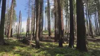 California's dying forests offer look into climate change