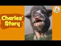 Animal Rescue Story of Charles the Pig!