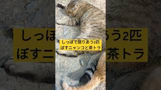 【もふもふ子猫】ボスにゃんことしっぽで語りあう2匹　穏やかな癒しのひととき　 #もふもふ子猫 #cat #しっぽ　#癒し