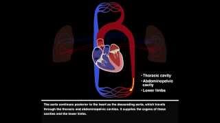 Pulmonary and Systemic Circulations