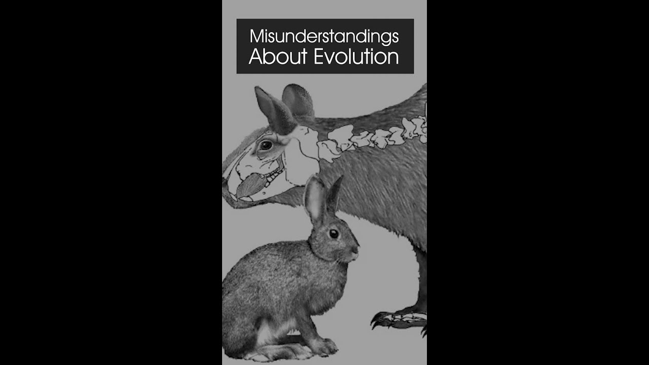 Debunking Evolution Misconceptions Youtube