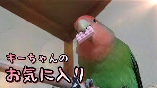 オモチャで遊ばないインコがドハマりした百均オモチャ✨