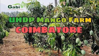 UHDP Mango plantation #Coimbatore Tamilnadu #High Density #Mango Farming