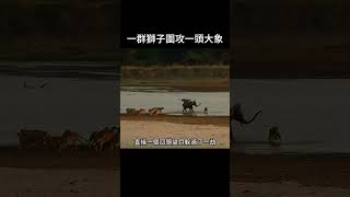 一群獅子圍攻一頭大象 #野生動物 #動物解說