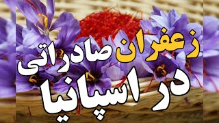 زعفران صادراتی در اسپانیا