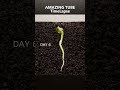 Pea - Time Lapse #plants # timelapse