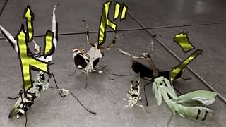 Pillar Mantis Squad