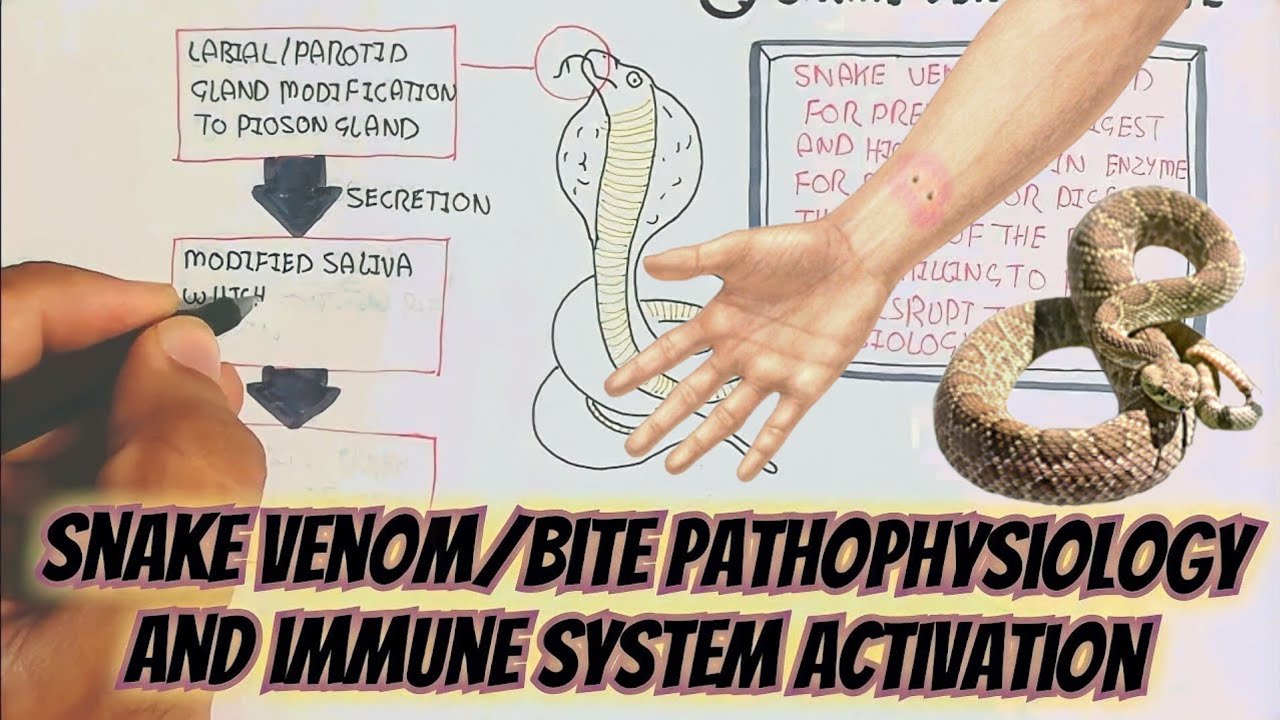 Snake Bite Pathophysiology @umerfarooqbiology7083 - YouTube