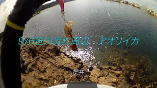 9 6 笹川流れ周辺　アオリイカ